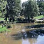 Ein Spaziergang um den Teich gefällig?