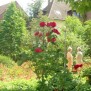 Ein Spaziergang durch den Garten