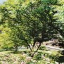 Die liebevoll gestaltete Gartenanlage des Luisenhaus 