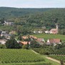 Weinberge so weit das Auge reicht 