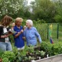 Im Sinnesgarten wachsen Kräuter, Gemüse und Blumen im BRK Seniorenheim Schloss Eggmühl in Schierling