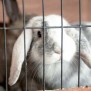 Haustiere können nach Absprache mitgebracht werden