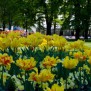 Blumen im Park des Hotels Sava Rogaška