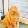 Katze im Vitanas Senioren Centrum Märkisches Viertel 