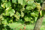 Altenheime, Pflegeheime, Seniorenwohnen in Riegel am Kaiserstuhl