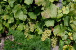Altenheime, Pflegeheime, Seniorenwohnen in Sasbach am Kaiserstuhl